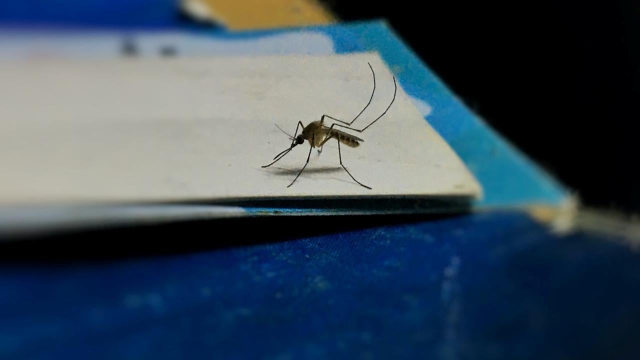 防蚊方法｜盆栽/啤酒樽/黑胡椒等 裝蚊網以外天然驅蚊秘訣