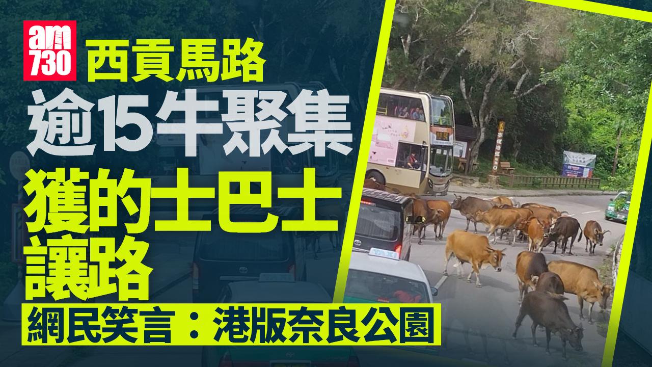 網上熱話｜西貢牛群聚集的士巴士通通讓路　網民：港版奈良公園