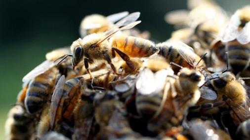 法國歐里亞克市發生罕見的蜜蜂針人事件，導致24人受傷，其中3人因嚴重過敏反應，情況危殆。(資料圖片)