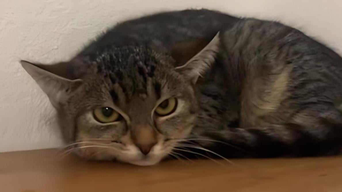 Sissy剛到鮑爾斯的家時，看來沒精打采，也不願進食。(互聯網)