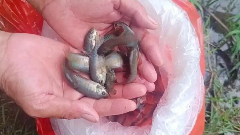 基孔肯雅熱｜佛山投放5200條食蚊魚 可日吃438條幼蟲！