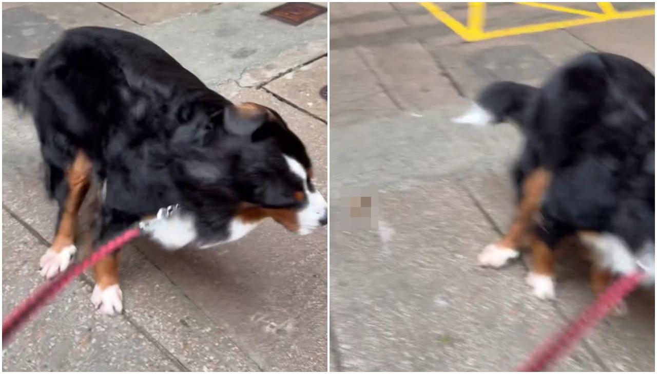 颱風韋帕｜颱風下放狗 狗糞隨風而去 狗主：除左追風，就係要追屎 ｜網上熱話 (@threads 網上影片截圖)