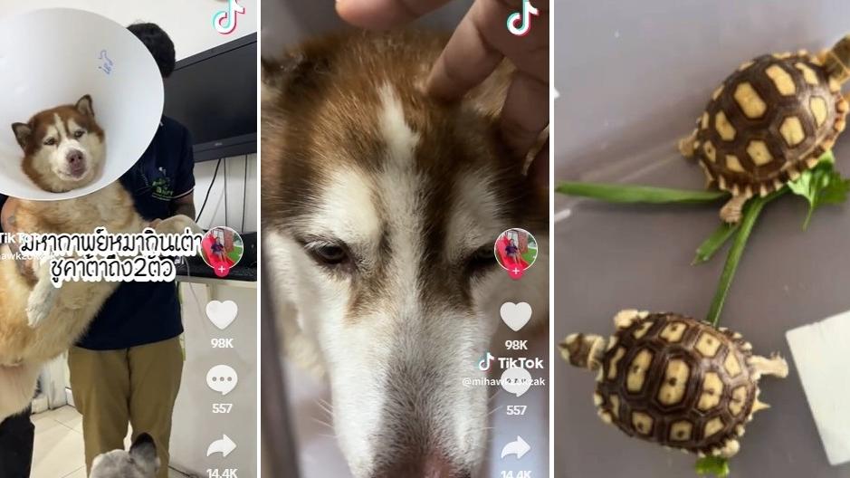 哈士奇Mo誤吞兩隻年幼陸龜，肚子脹脹，腸塞未能排便，被送院治療，主人摸頭安慰。(互聯網)