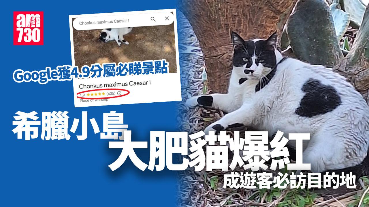 希臘小島「搞怪名勝」遊客慕名 非風景美食而是這隻大肥貓 Google上獲4.9分被指「必睇」