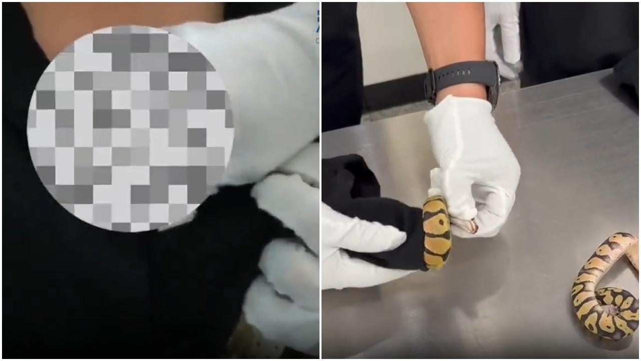 女子福田口岸闖關　胸部藏4條活蟒蛇