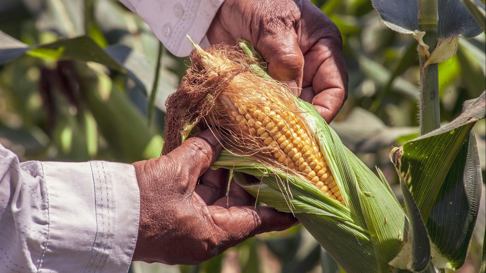 盛暑汗多 需防痛風