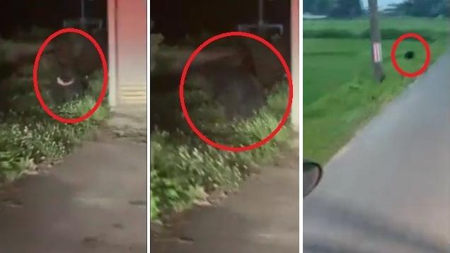 岩手縣北上市民眾本月1日及4日先後拍到野熊在村落現蹤。(互聯網)