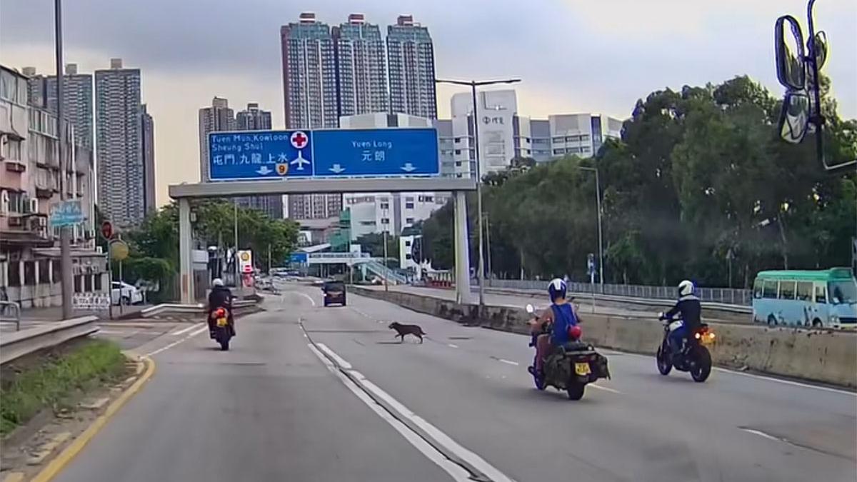 有唐狗誤闖青山公路，由熱心駕駛者減速護航及引導離開。(網民Nana Tse@FB群組「車cam L（香港群組）」)