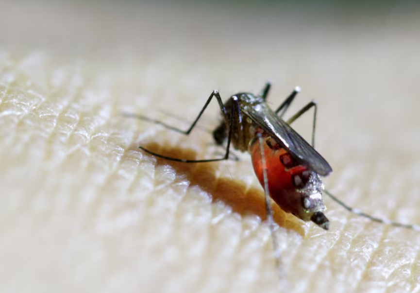 基孔肯雅熱主要透過蚊子叮咬病人後帶有病毒，再傳播給其他人，與登革熱的傳播途徑相同（路透社資料圖片）