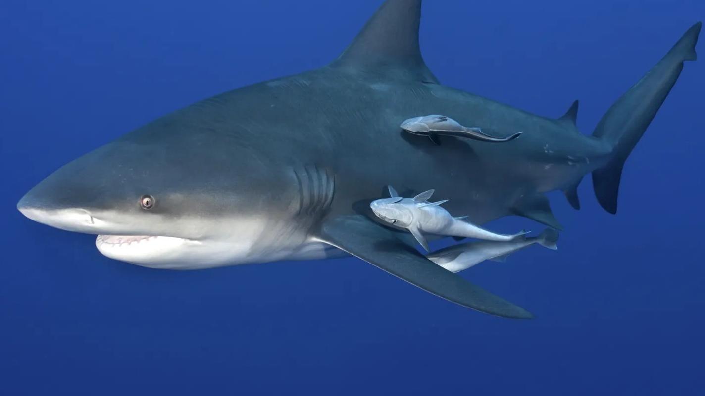 具攻擊性的公牛鯊。(互聯網)