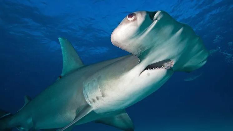 在法屬玻里尼西亞泰奧哈埃灣出沒的雙髻鯊。(互聯網)