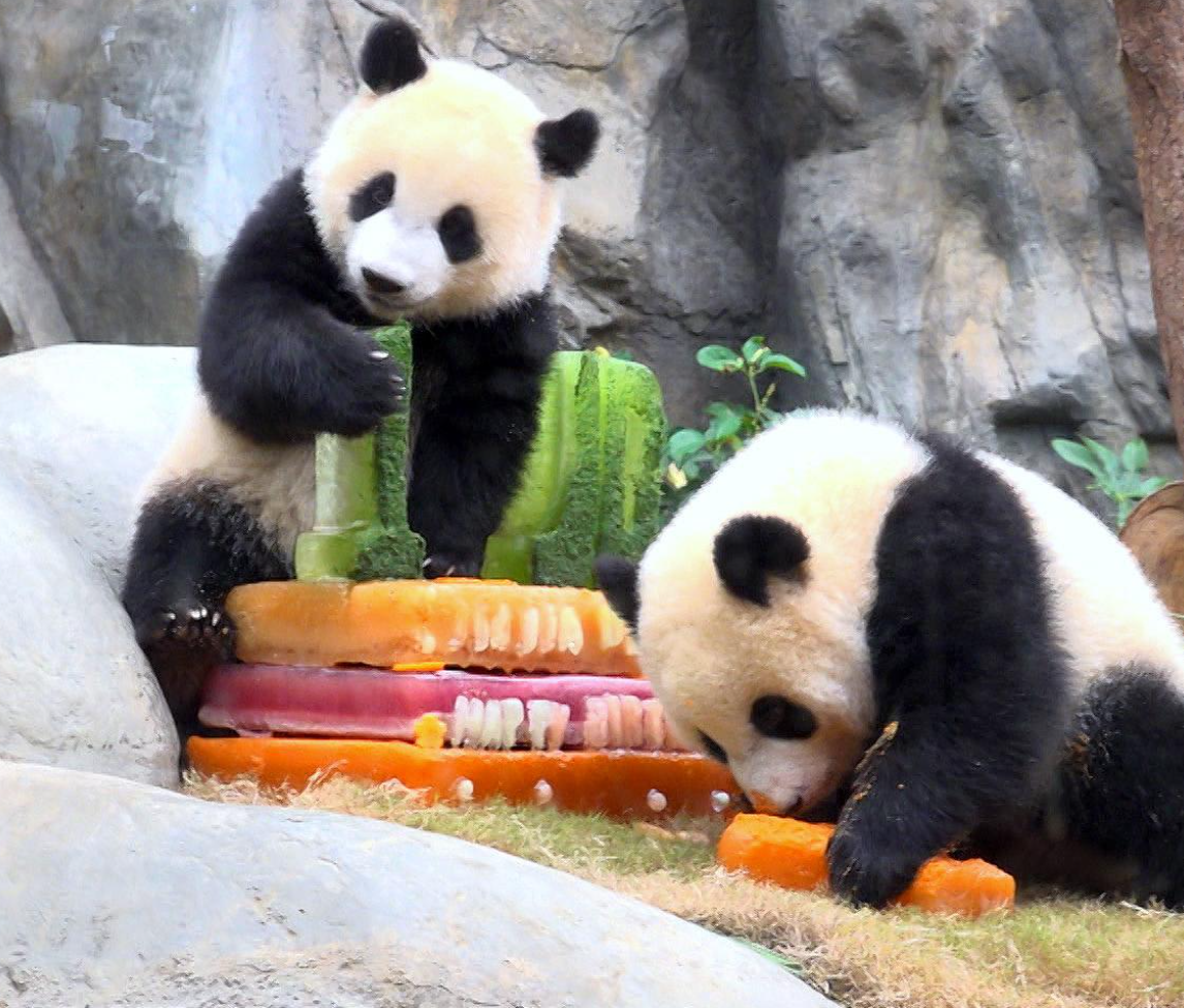 海洋公園大熊貓姊弟「加加」和「得得」一歲生日，公園舉行生日派對。(港台圖片)