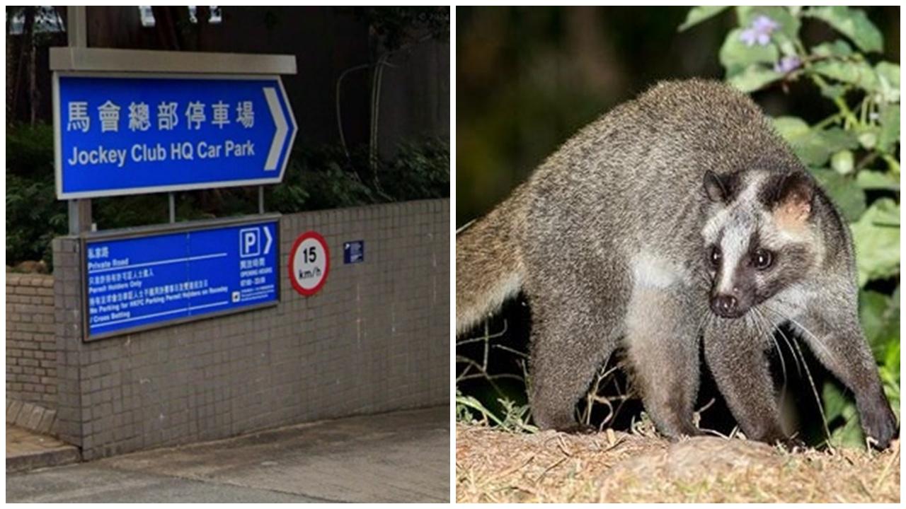 果子狸被困跑馬地馬會停車場捲閘疑受傷，消防愛協救出。(網上圖片)