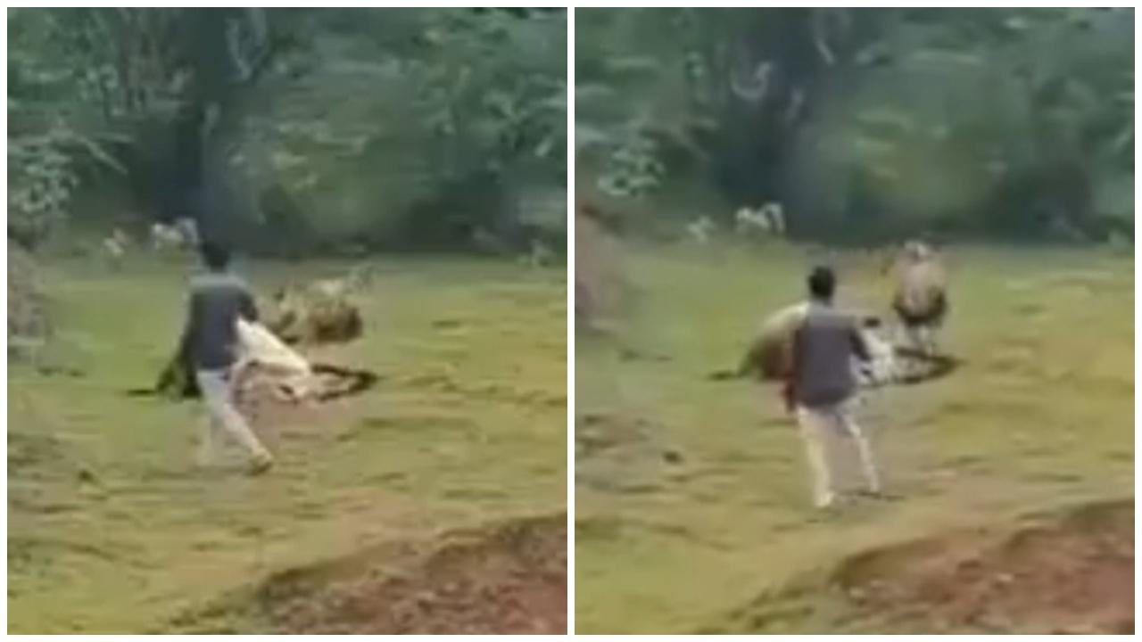 遊客膽生毛近距離拍野生獅子進食，牠暫停用餐上前制止。(X)