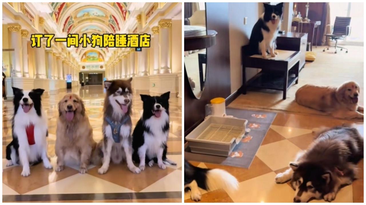 武漢酒店推「陪睡犬」服務，每隻日薪100元大受歡迎。(小紅書)