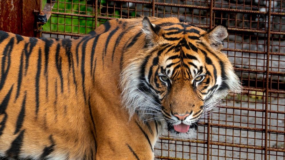 棄養回收？丹麥動物園徵兔鼠馬來餵肉食性動物獵食。(FB)