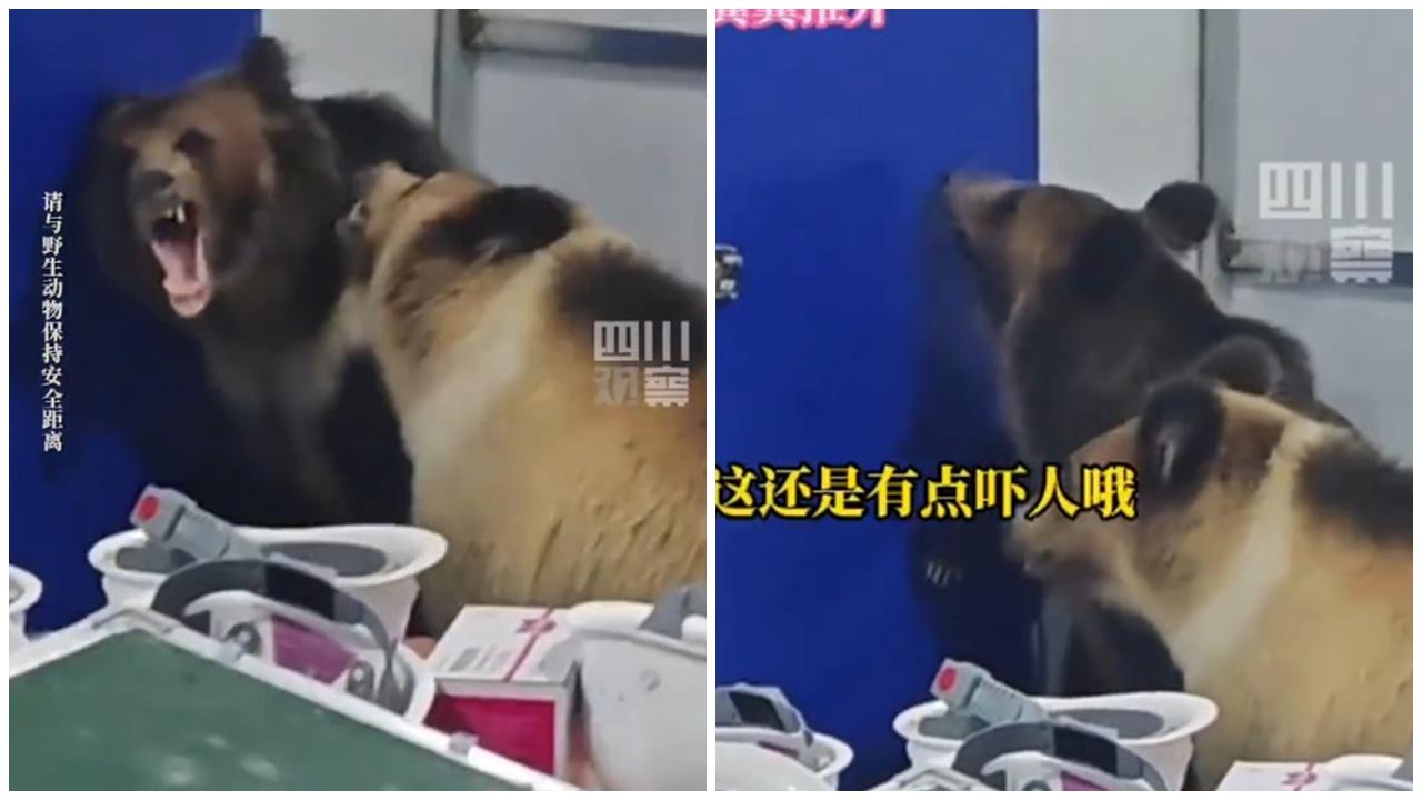 西藏2棕熊闖辦公室打架順手閂門，7職員被逼觀戰。(微博)