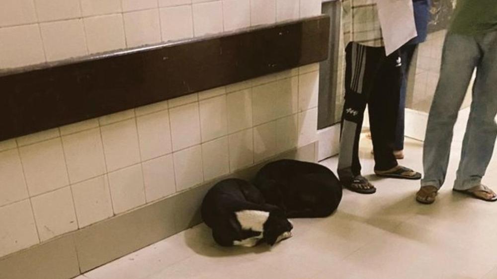 醫院驚見流浪狗叼嬰兒頭顱，揭示悲慘真相。（Ｘ）