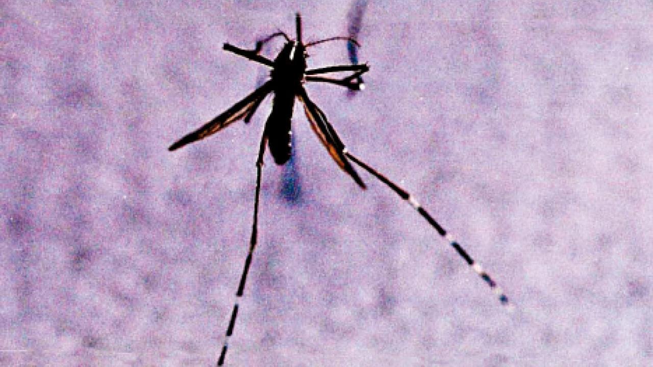 本港新增一宗基孔肯雅熱個案。