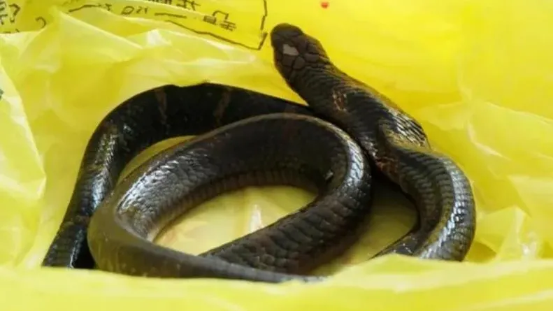 內地老翁被劇毒眼鏡王蛇咬傷　連人帶蛇就醫嚇親醫護