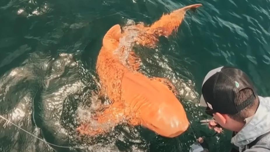 哥斯達黎加現罕見橙色鯊魚 網民：金魚進化