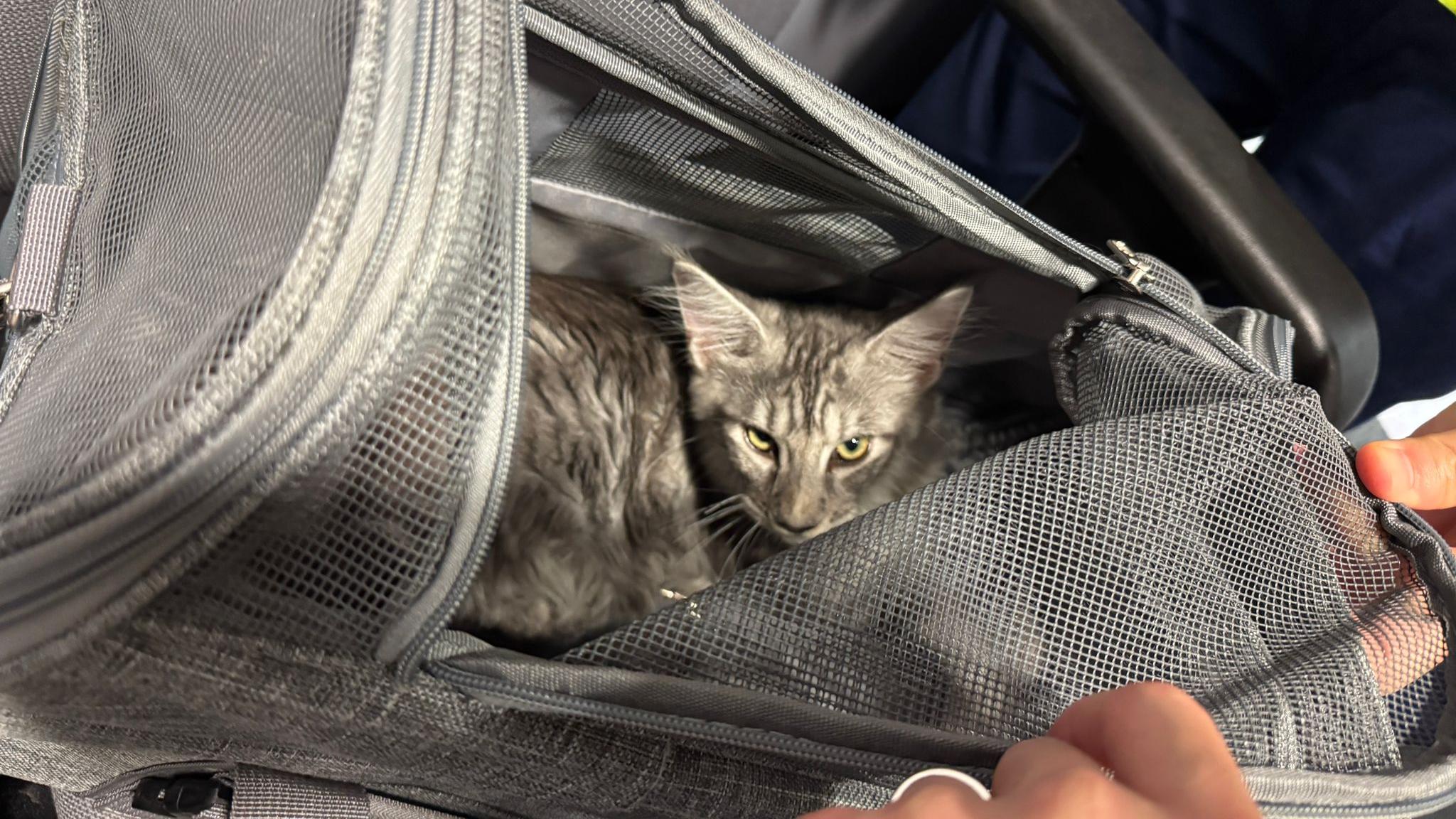 海關拘捕跨境私家車司機及乘客，非法進口2隻幼貓