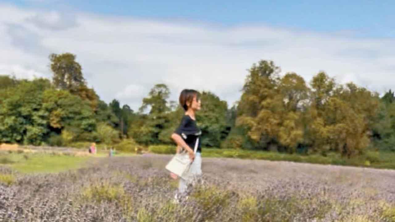 薰衣草田的紫色沉思