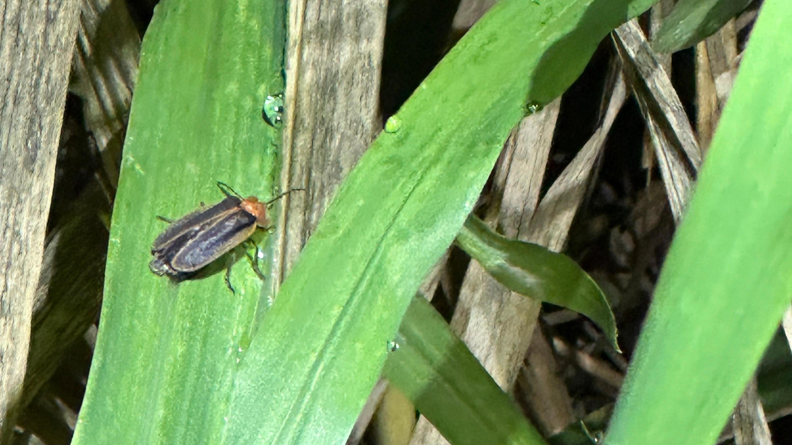 螢之光與綠火焰