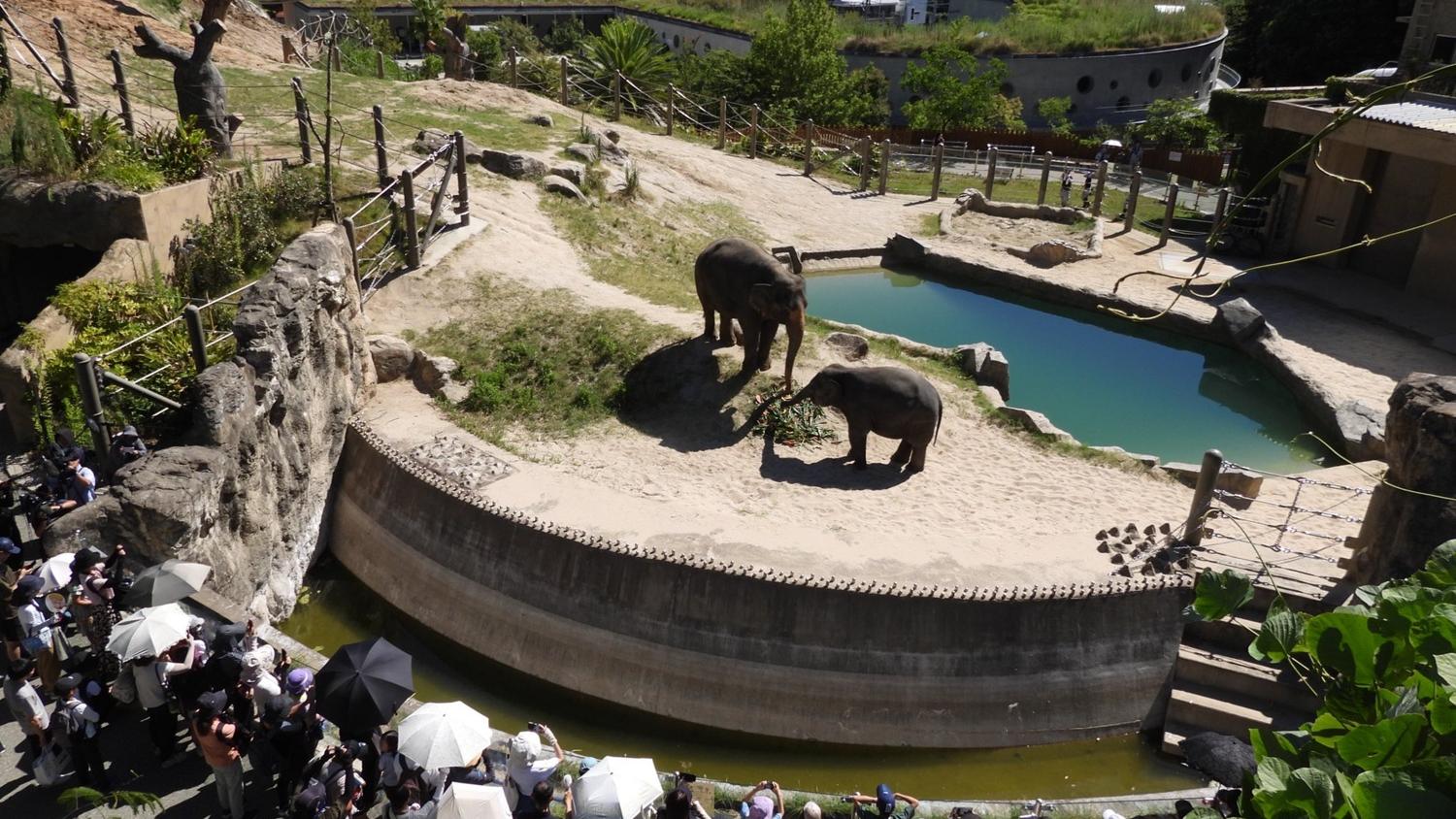 福岡市動植物園的大象母子。(福岡市動植物園X)