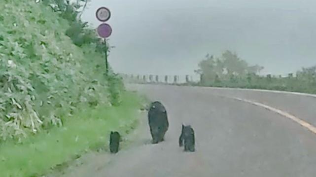 網民稱在羅臼岳山下發現3頭棕熊母子。(網上圖片)