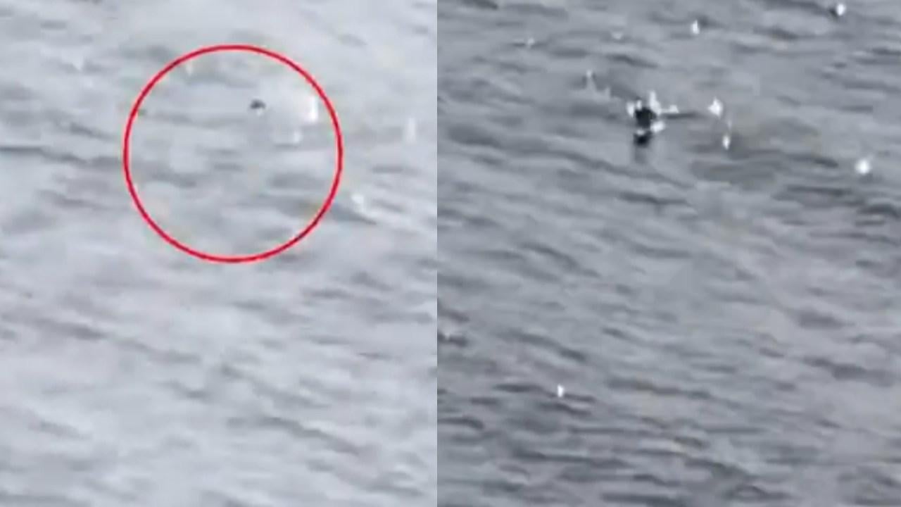 尼斯湖水怪再現？遊客目擊嚇壞：逆流抬頭（有片）