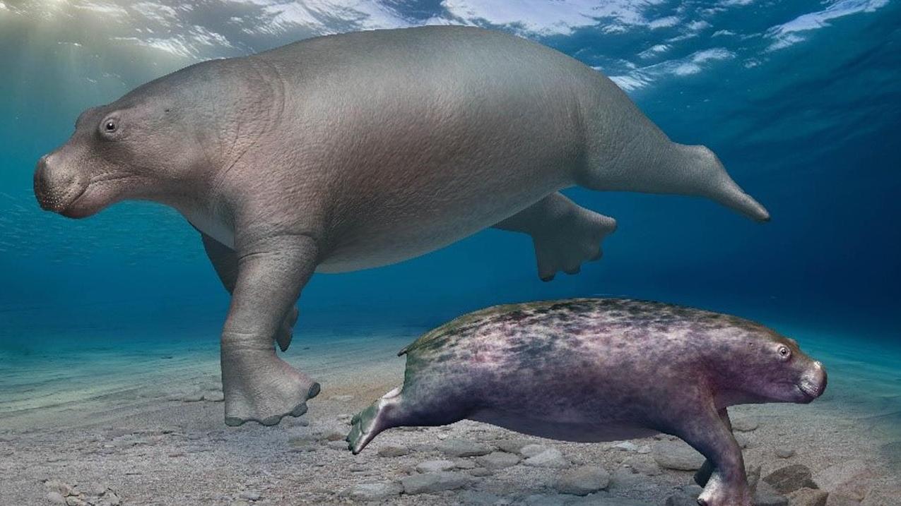 新索齒獸(上)與古索齒獸(下)的復原圖。(互聯網)