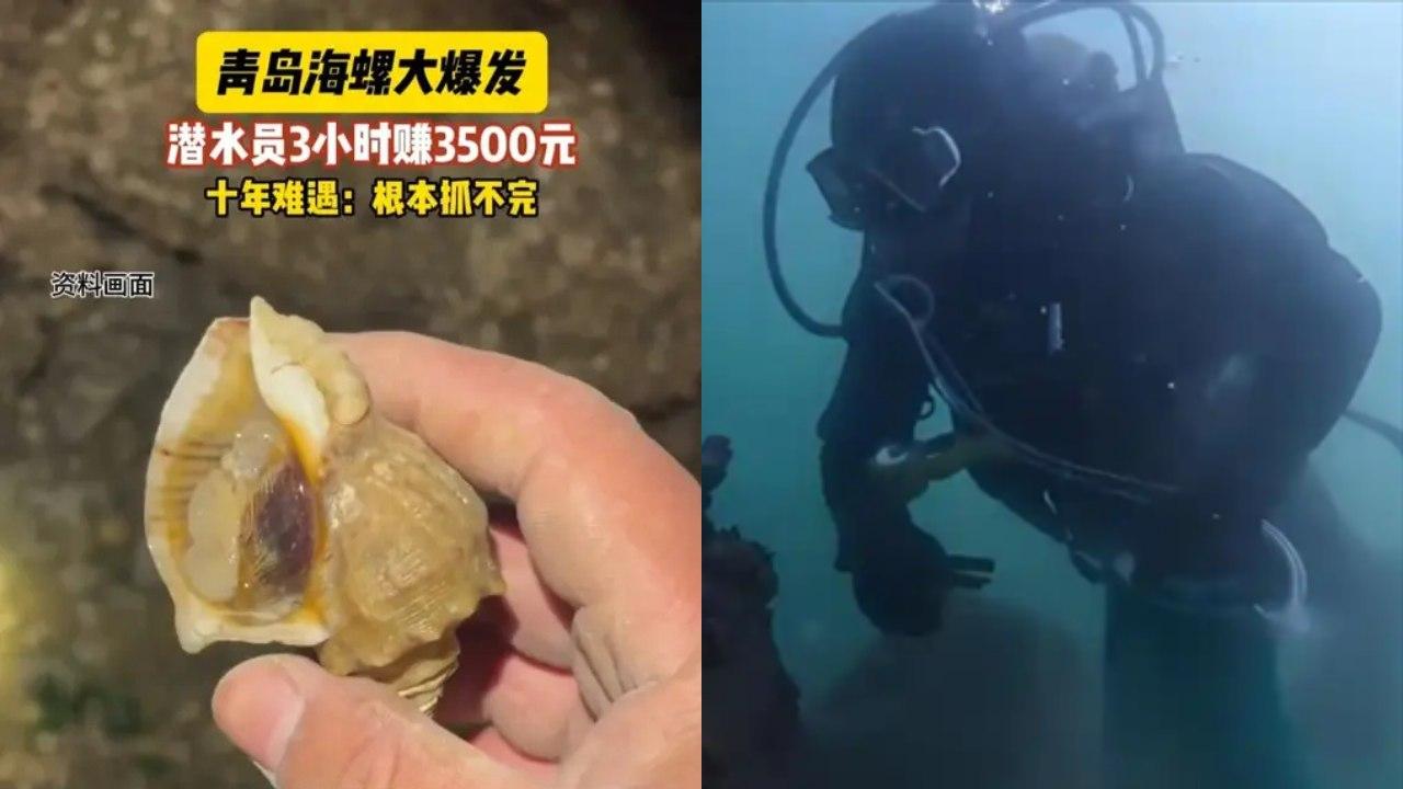 青島海螺大爆發　潛水員3小時捕獲97.5公斤賺3500元