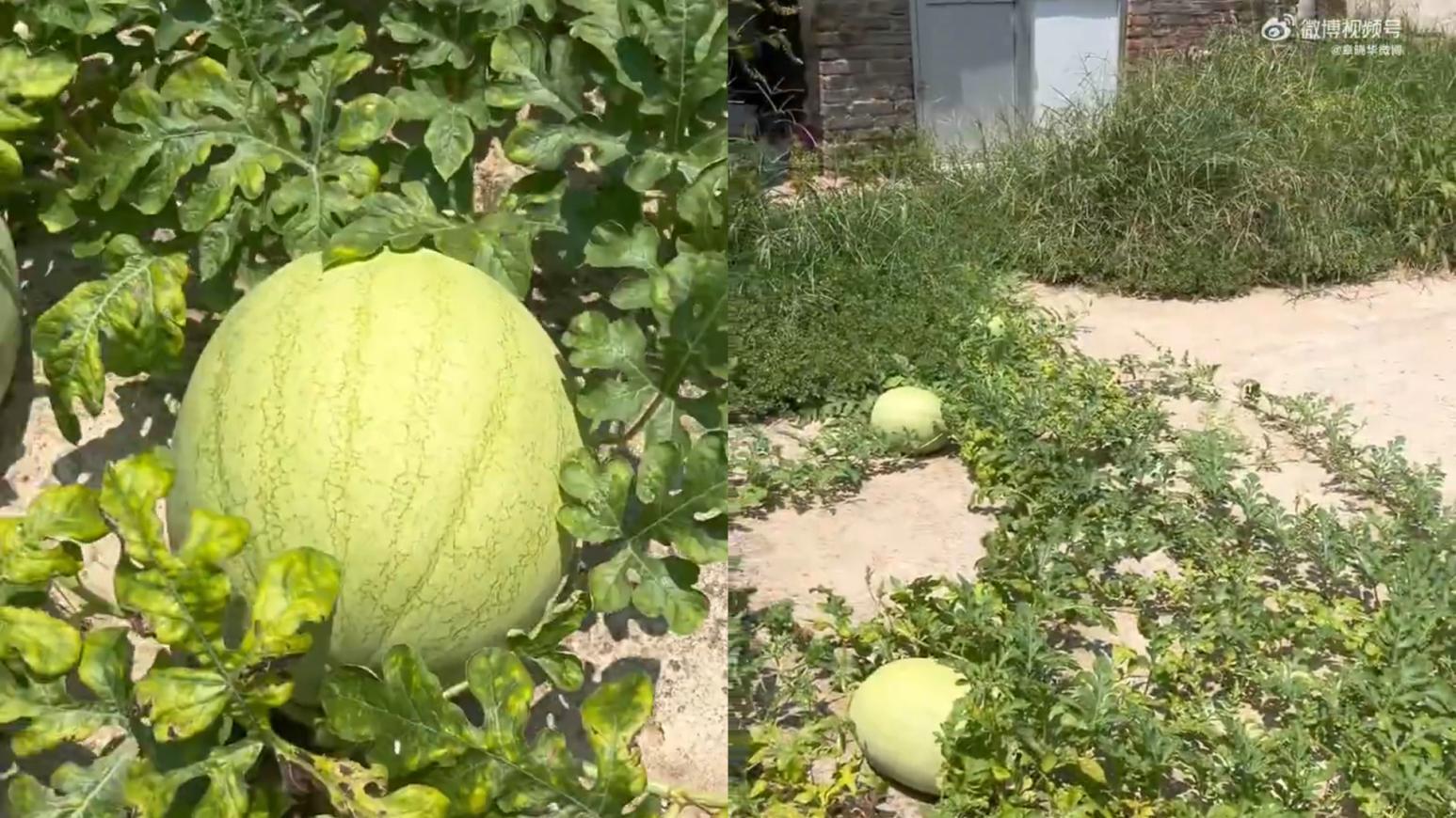 江蘇漢離家3個月後發現滿院西瓜 原因與一年前有關