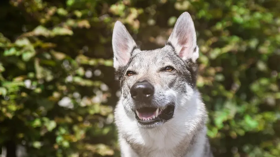 河南狼狗襲人致死飼主辯稱：狗咬的與我無關　法院判決出爐
