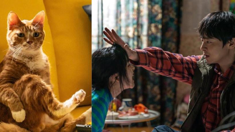 調教我的喪屍女兒｜韓國入場人次超越《F1》 醒目貓演員獲曹政奭讚真演技之王