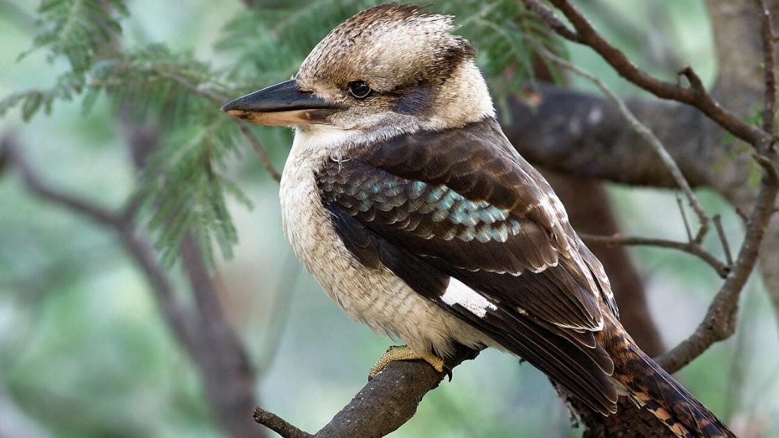 笑翠鳥。(互聯網)