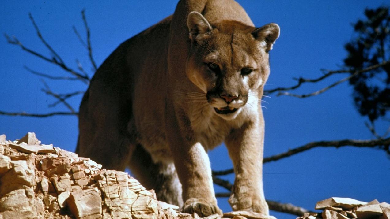 美國加州發生美洲獅襲擊居民事件。(互聯網)