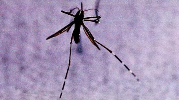 今日沒有新增基孔肯雅熱個案。