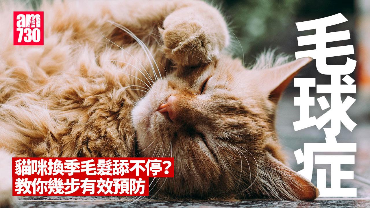 毛球症︱貓咪換季毛髮舔不停？　教你幾步有效預防