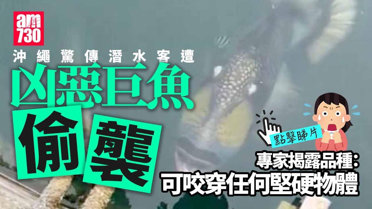 沖繩頻傳繁殖期凶惡巨魚襲泳客　專家揭真身是牠(有片)