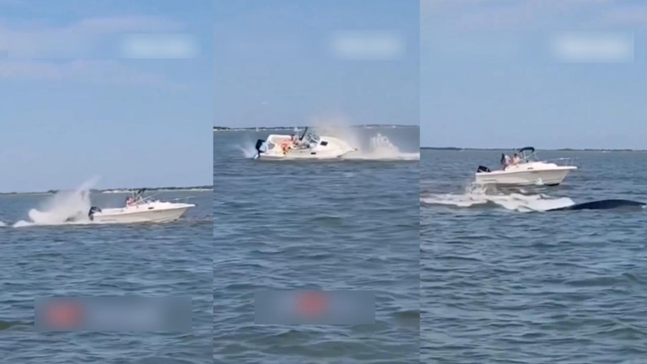 新澤西船隻意外撞上小鬚鯨　船上1人落水鯨魚不幸死亡