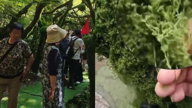 重渡溝自然風景區被踢爆造假，青苔是毛線做的。（圖／翻攝掌聞視訊）