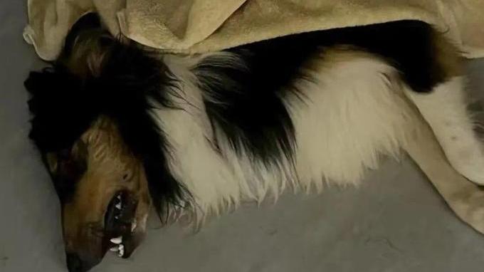 慘被毒死的狗。（圖/翻攝新浪微博）