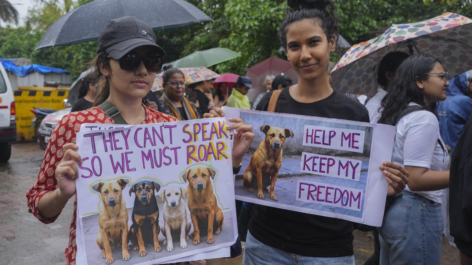 在印度的動保團體抗議之下，最高法院修改了原本的流浪狗抓捕令。（圖／美聯社）