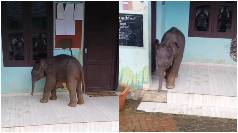印度一頭小象闖進小學校舍中。（圖／翻攝自IG@ashtag_wayanad）