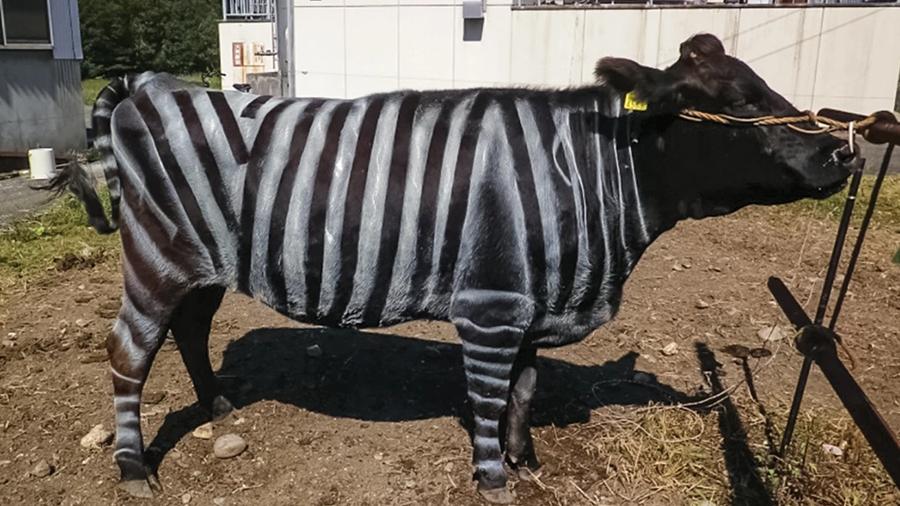 搞笑諾貝爾獎，在牛身上塗斑馬紋可防蚊，伏特加可提高外語能力。(X)