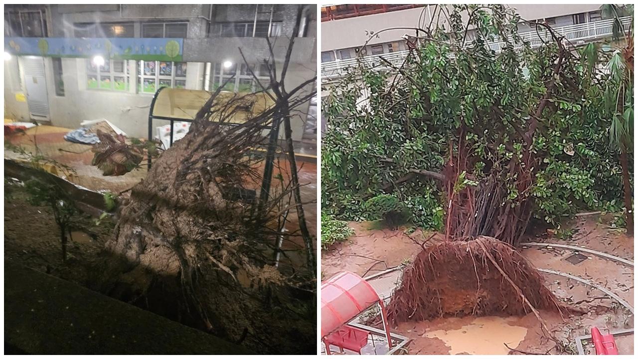 颱風樺加沙，截至今晨5時當局收到55宗塌樹報告，6人風暴間受傷。