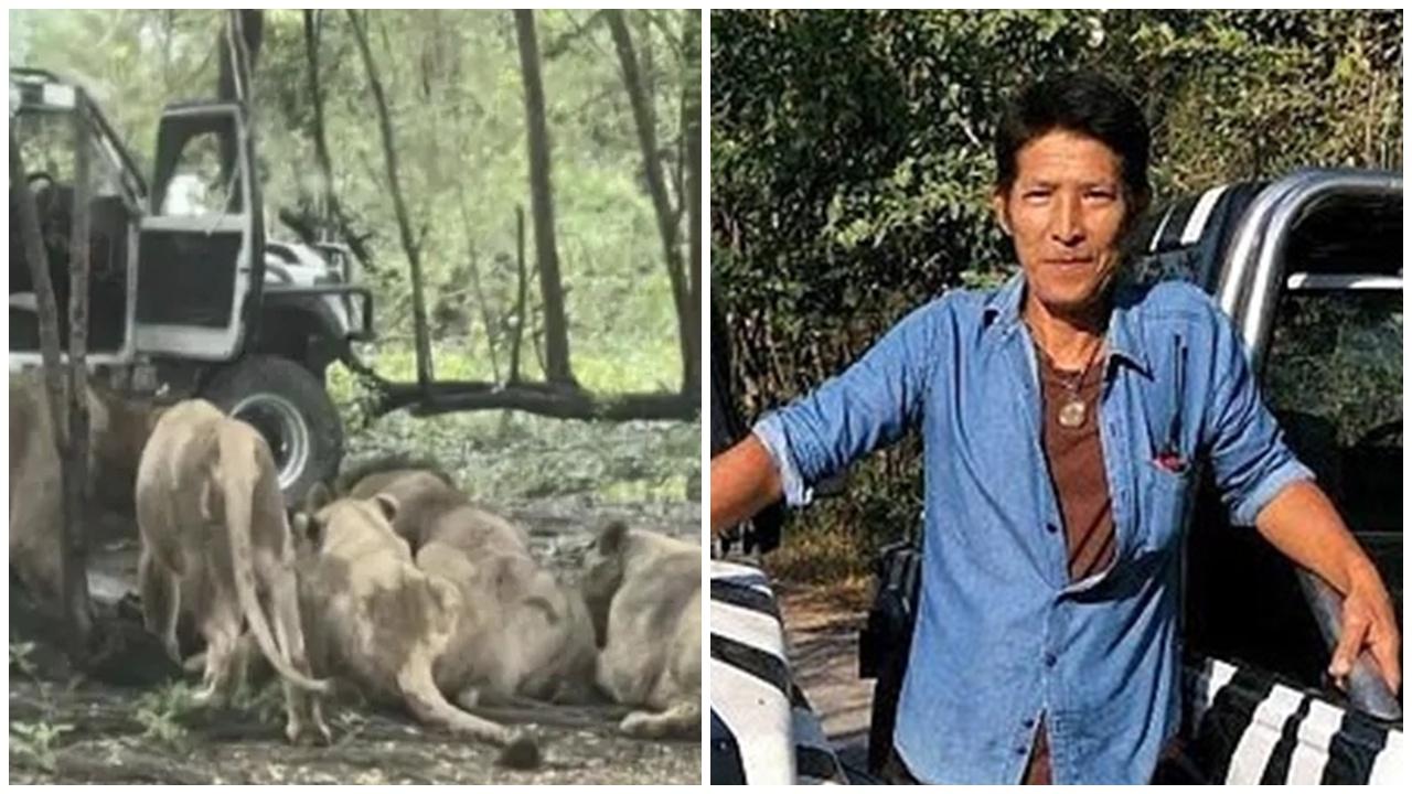 動物園職員遭獅群撕咬15分鐘，遊客尖叫響咹欲救無從。(X)