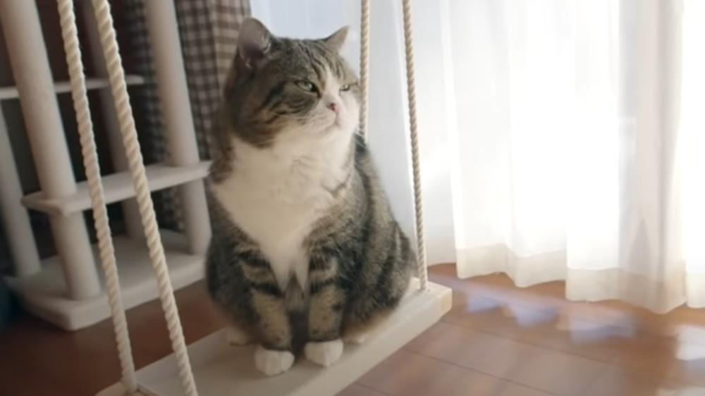 健力士認證網紅貓Maru離世，YouTube最多觀看次數動物。(YouTube)